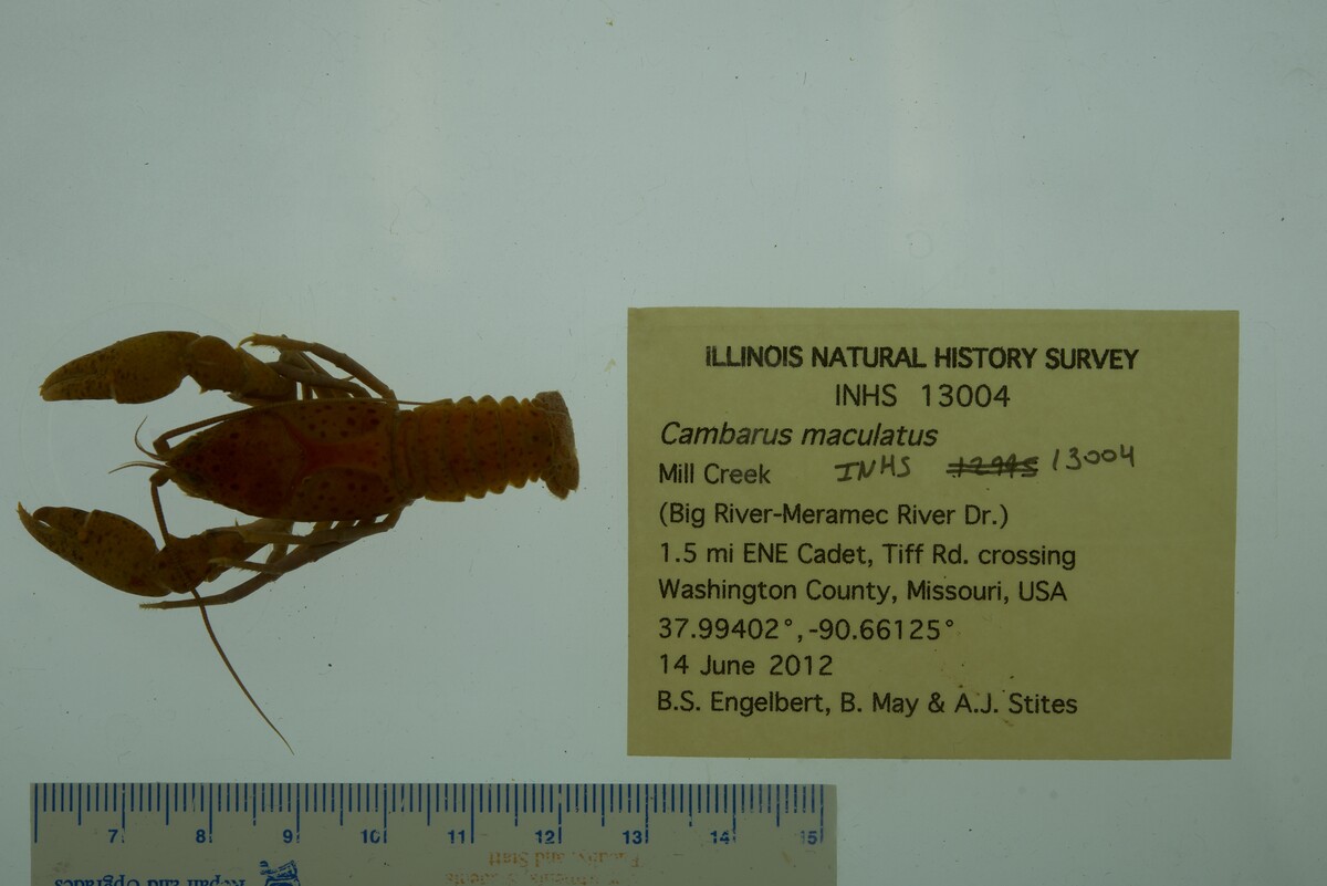 Cambarus maculatus image